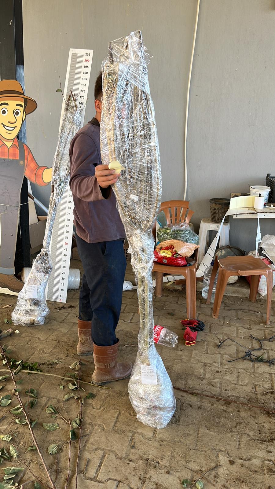 Fidan Paketleme Görseli 1