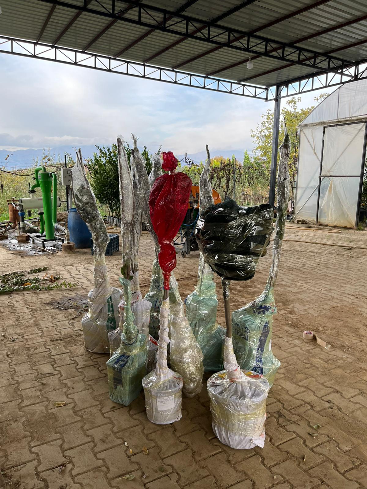 Fidan Paketleme Görseli 11