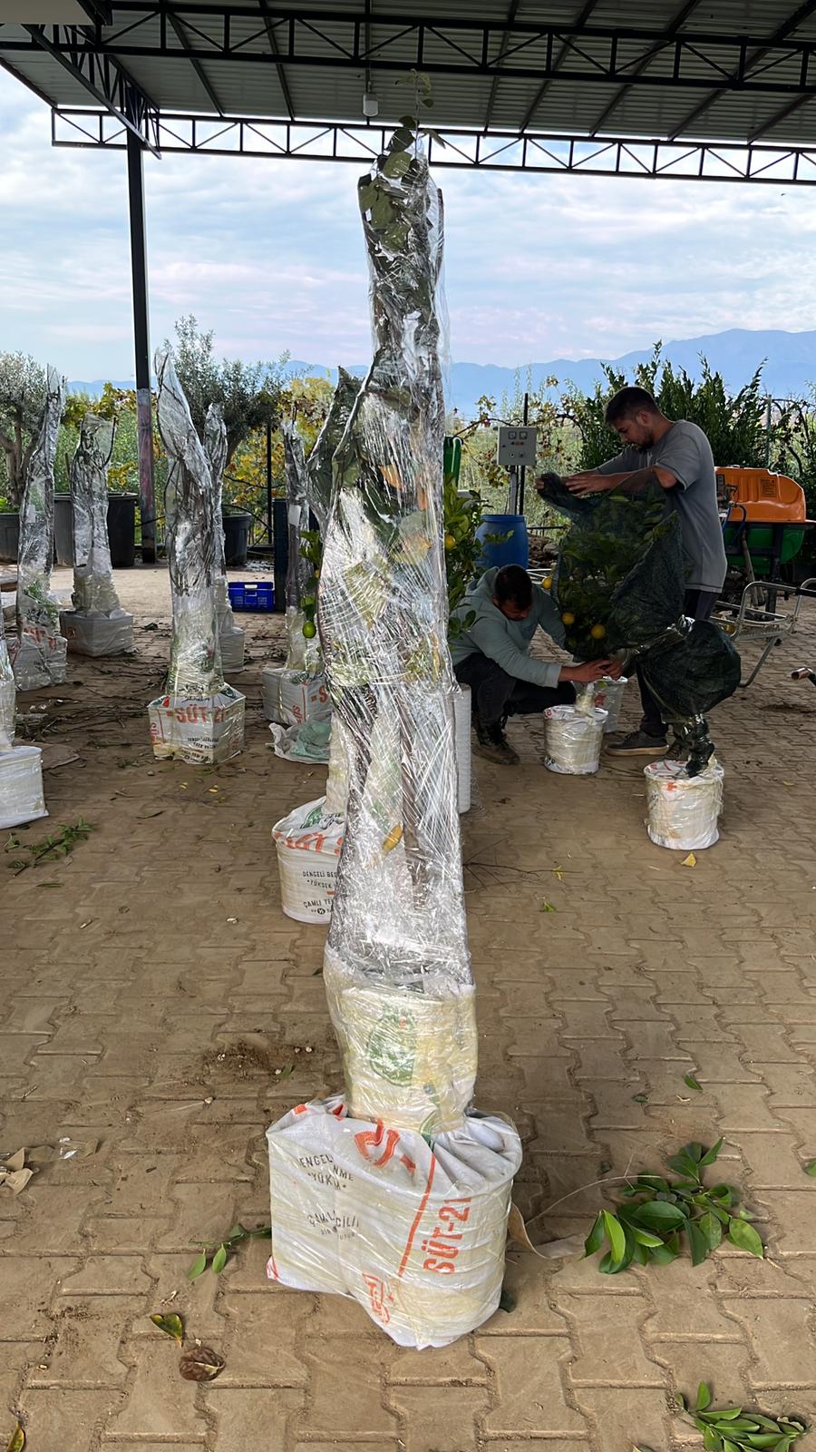 Fidan Paketleme Görseli 12