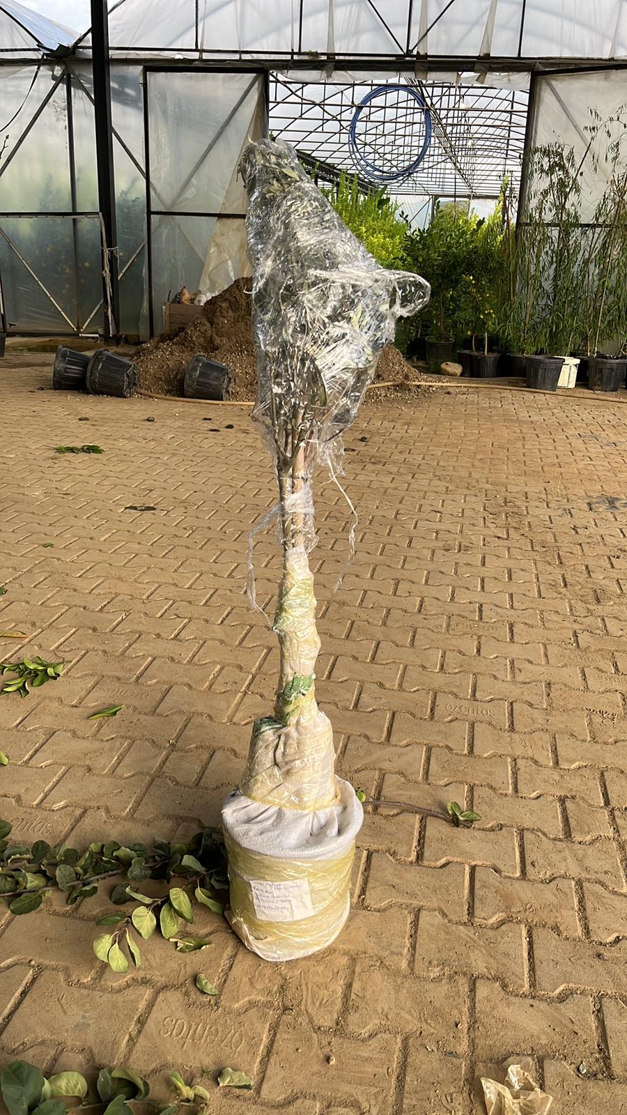 Fidan Paketleme Görseli 13