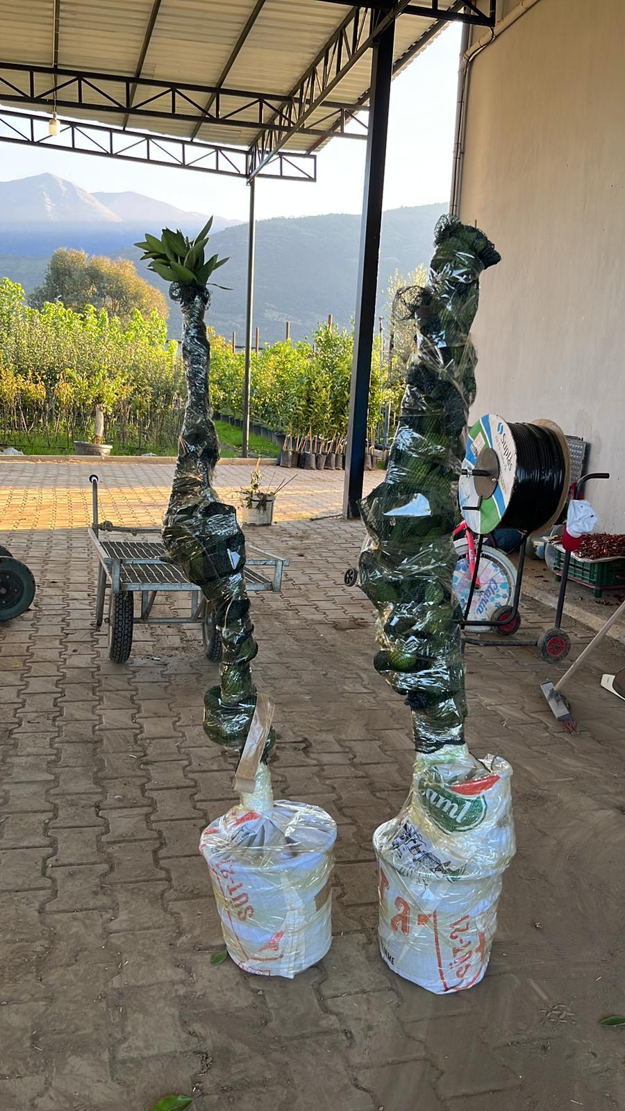 Fidan Paketleme Görseli 16