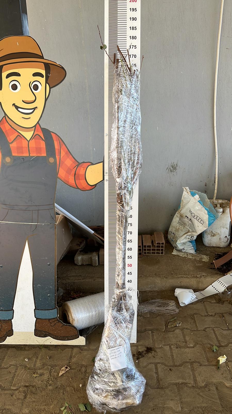 Fidan Paketleme Görseli 2