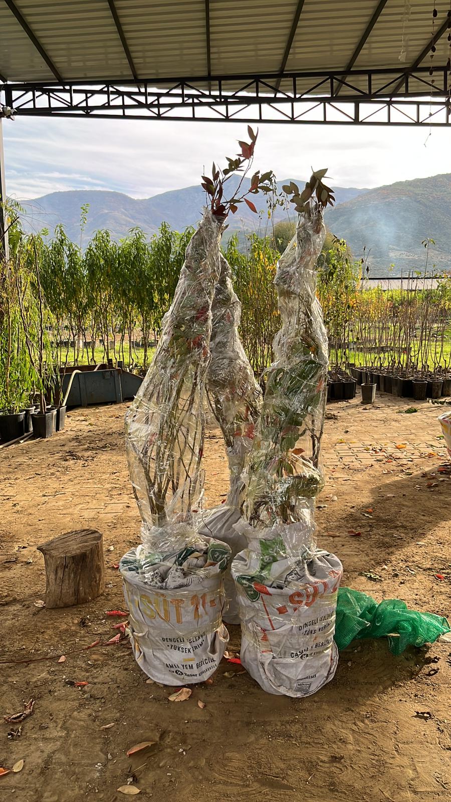 Fidan Paketleme Görseli 6