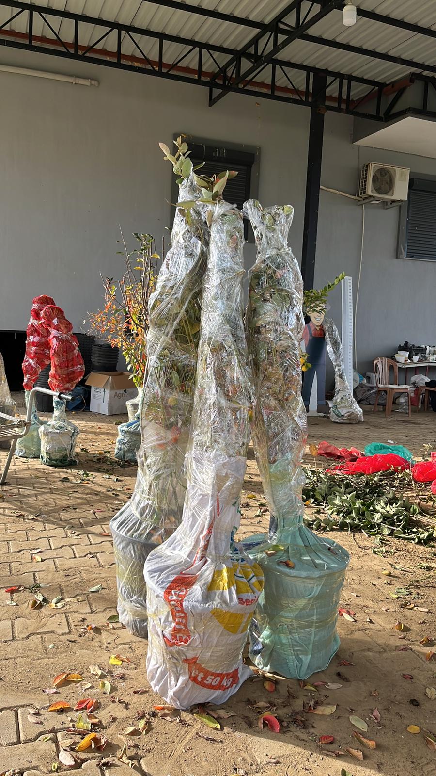 Fidan Paketleme Görseli 7