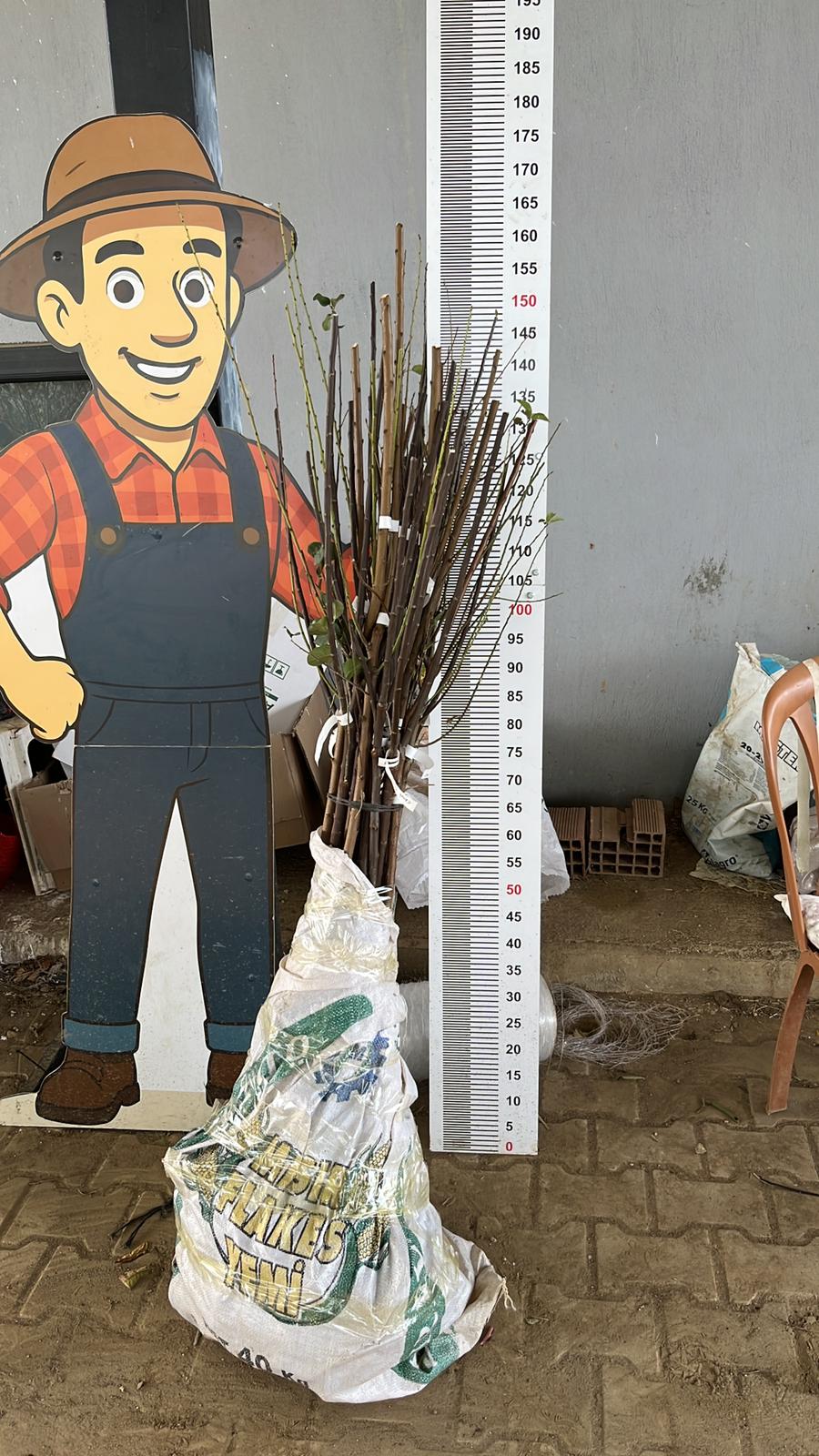 Fidan Paketleme Görseli 8