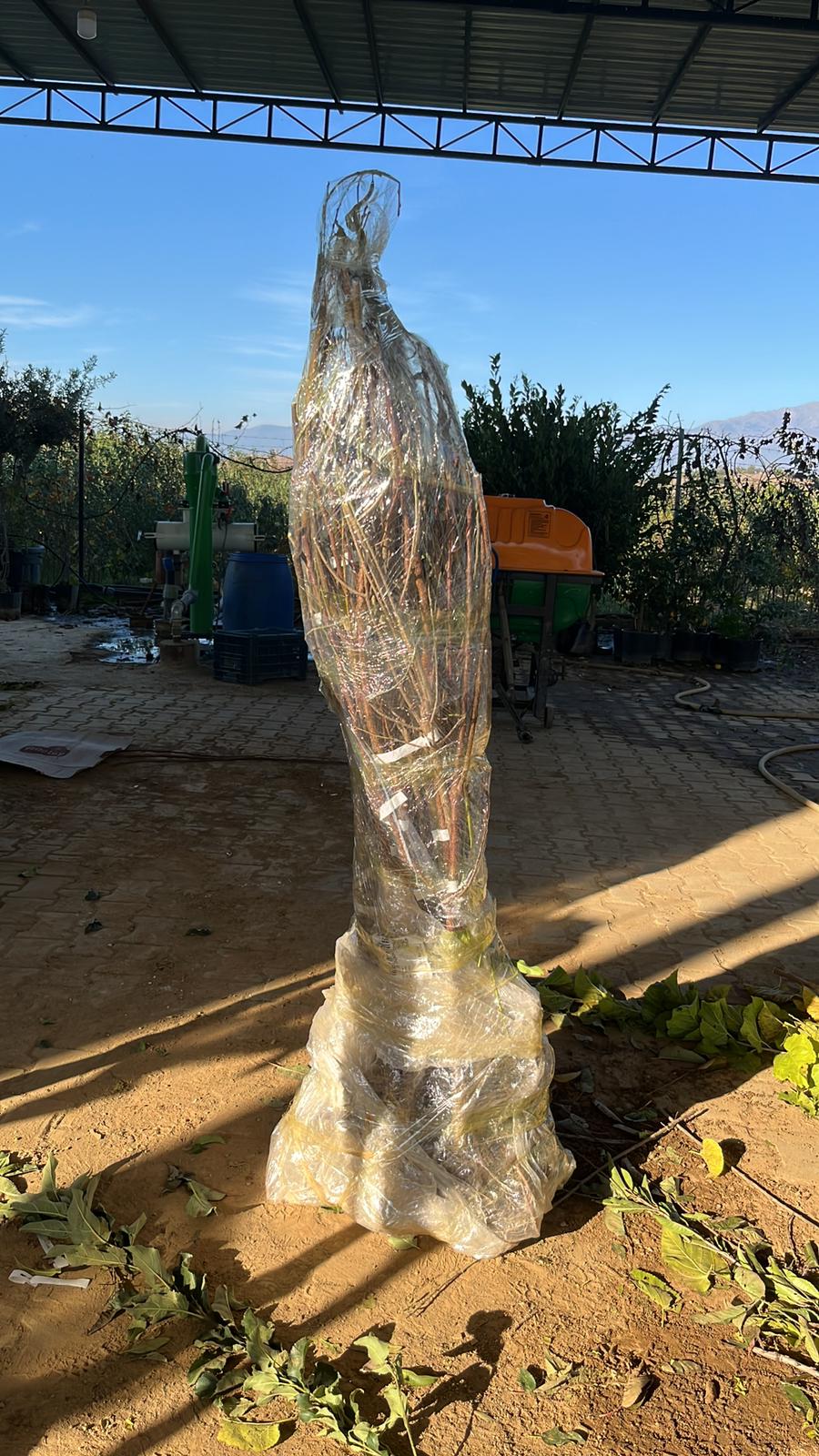 Fidan Paketleme Görseli 9