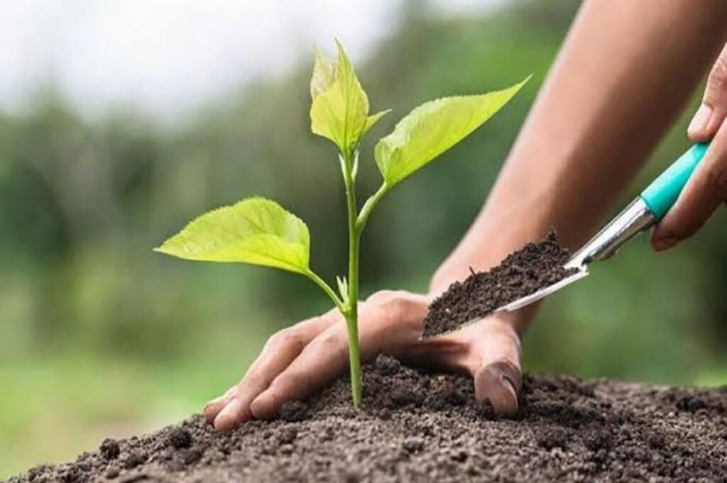 Fidan Dikiminde En Sık Yapılan 5 Hata (ve Nasıl Önlenir)