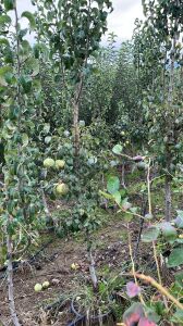 Yetişkin Ankara Armut Fidanı