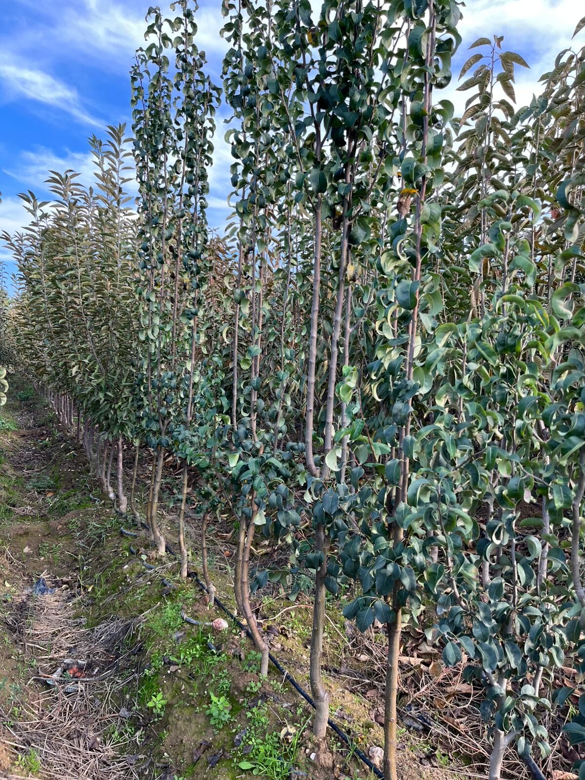 Yetişkin Deveci Armut Fidanı