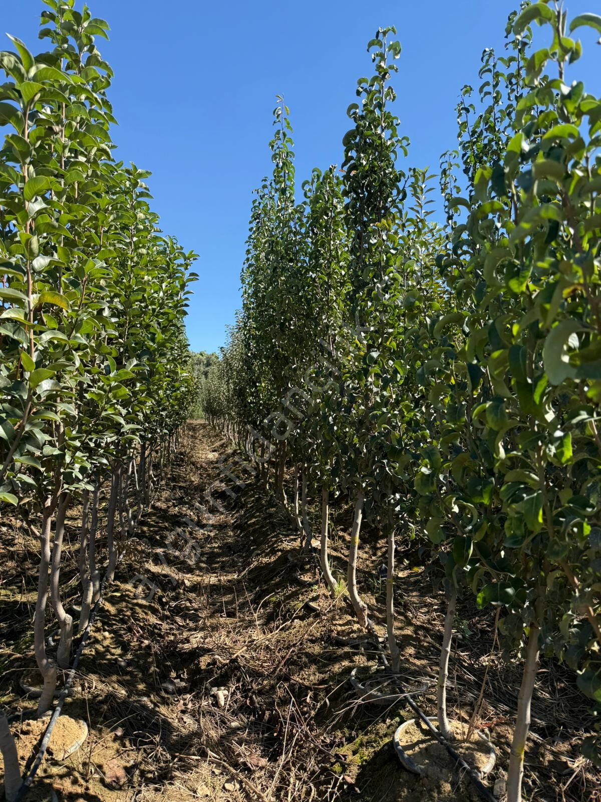 Yetişkin Ekşi Sulu Armut Fidanı