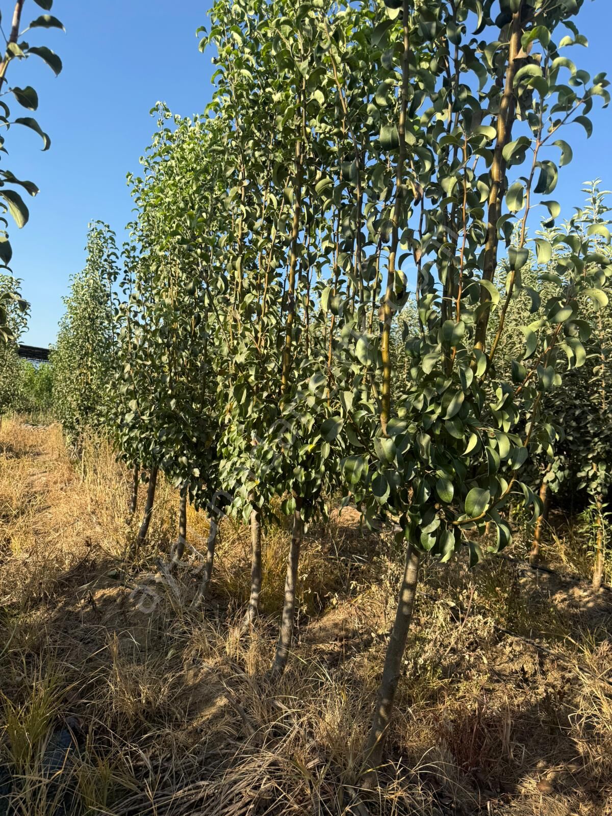 Yetişkin Eğrisap (Eğrikulp) Armut Fidanı