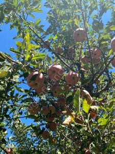 Starking Elma Fidanı