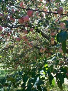 Starking Elma Fidanı