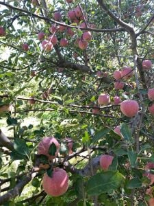 Starking Elma Fidanı