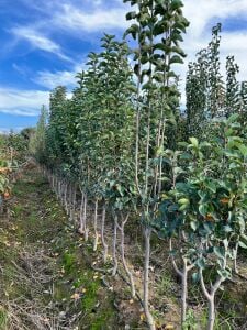 Yetişkin Haziran Gülü Armut Fidanı