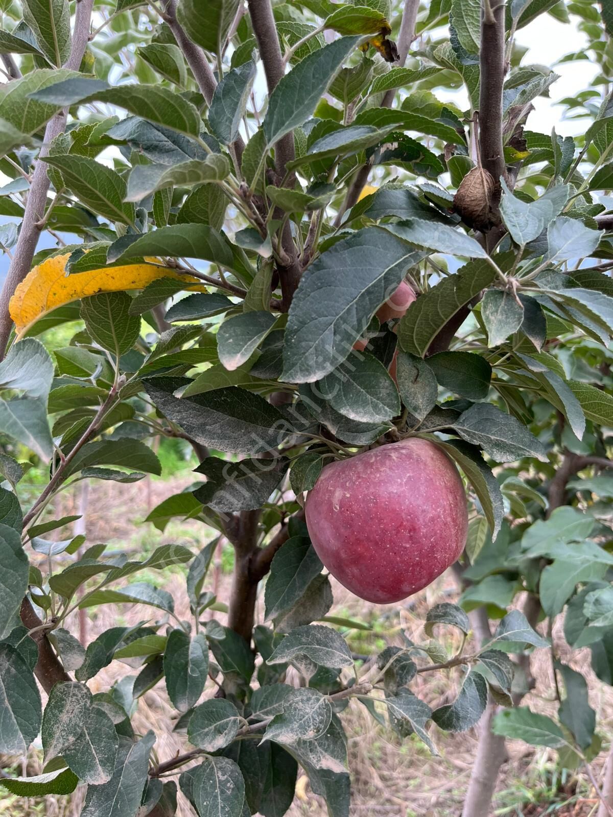 Arap Kızı Elma Fidanı