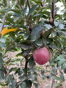 Arap Kızı Elma Fidanı