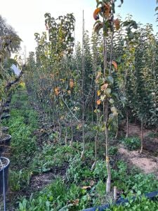 Yetişkin Naşi Armut Fidanı