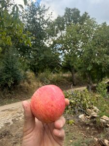 Amasya Elma Fidanı