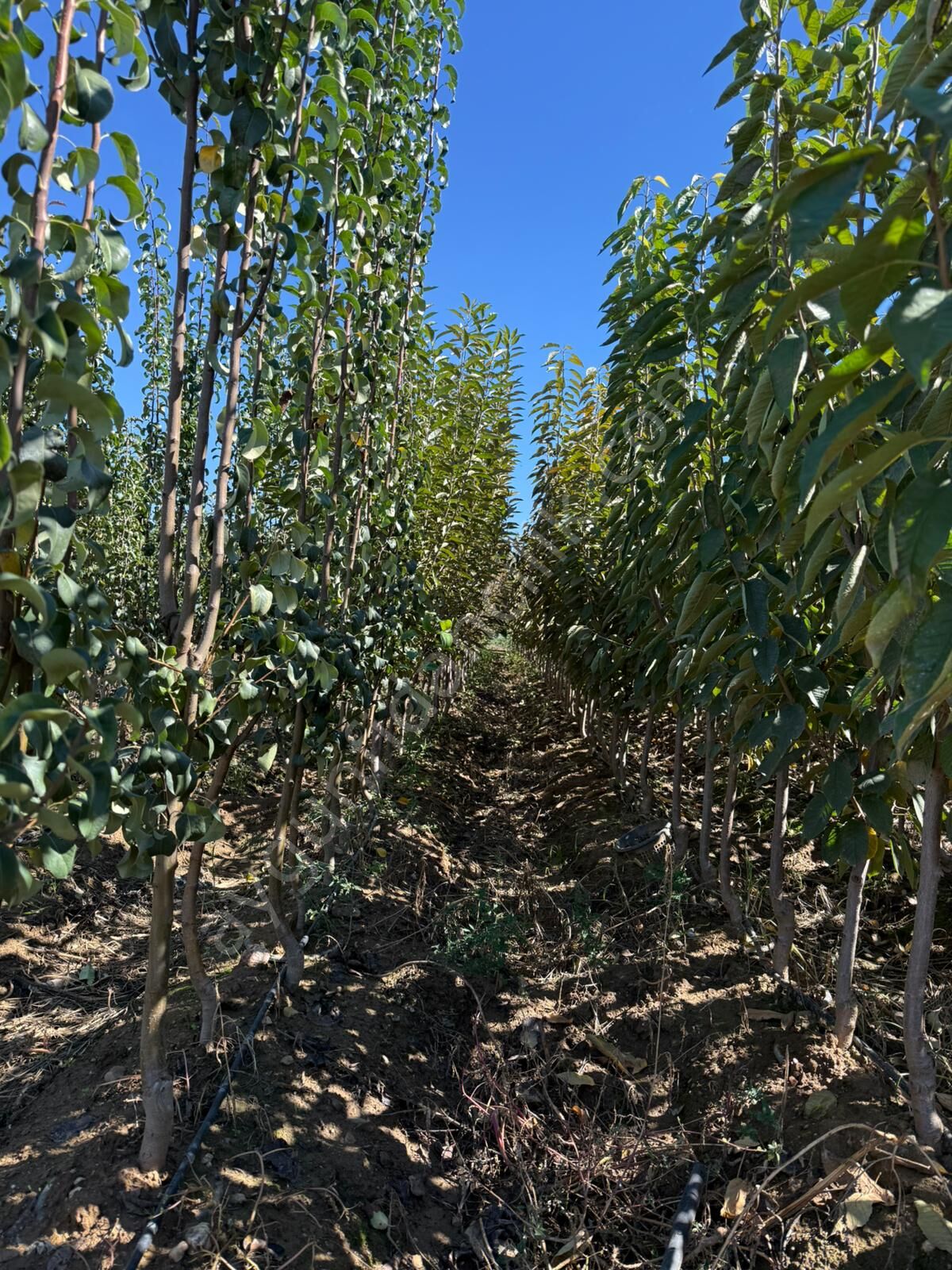 Yetişkin Starcrimson Kırmızı Armut Fidanı