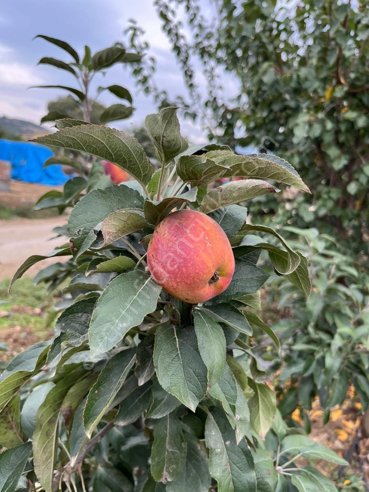 Fuji Elma Fidanı