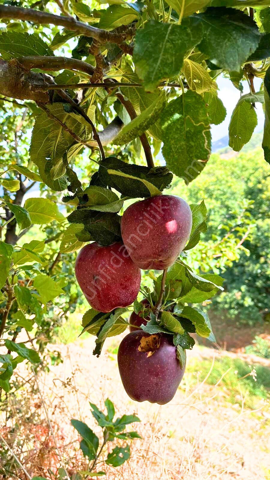 Red Chief Elma Fidanı