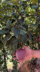 Red Chief Elma Fidanı