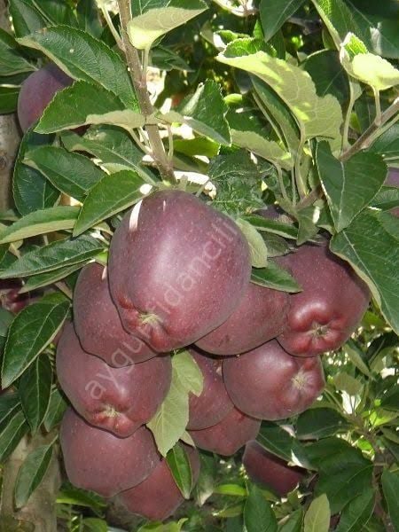 Scarlet Spur Elma Fidanı