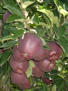 Scarlet Spur Elma Fidanı