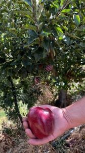 Scarlet Spur Elma Fidanı