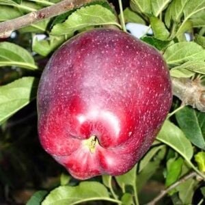 Jeromine Elma Fidanı