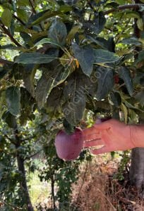 Jeromine Elma Fidanı