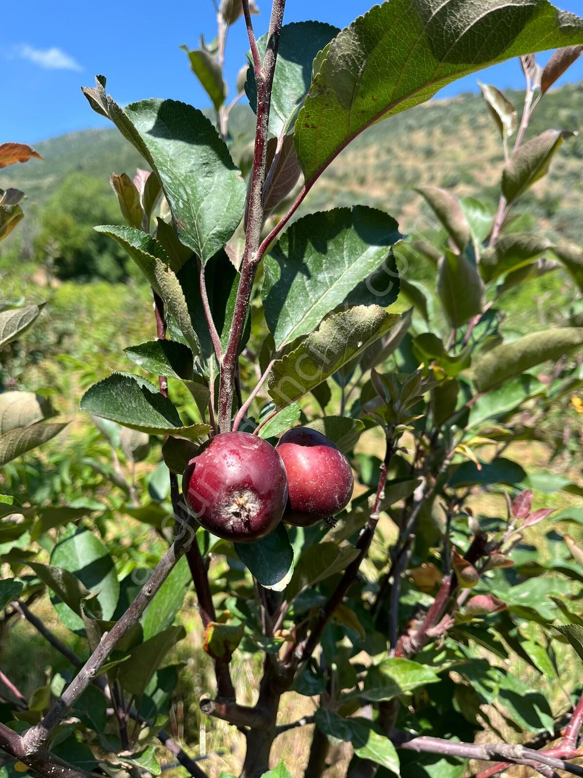 Jeromine Elma Fidanı