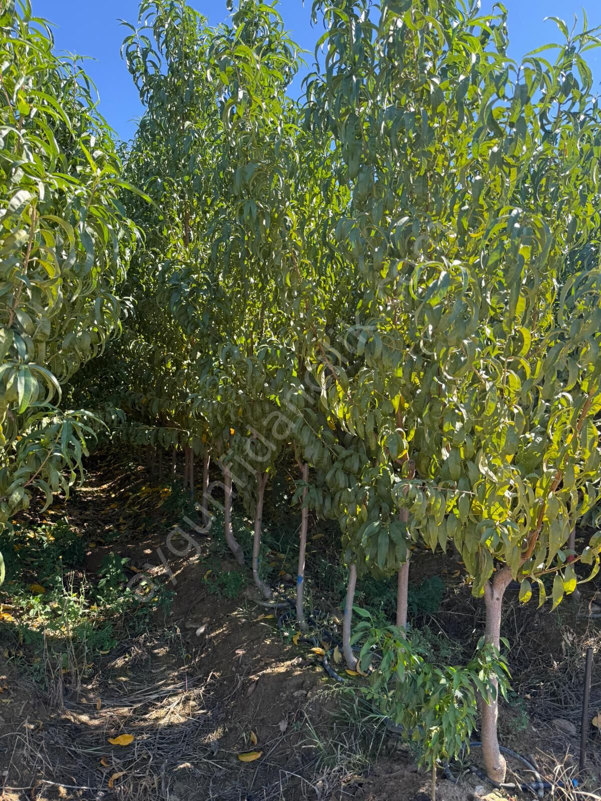 Yetişkin Hale Şeftali Fidanı