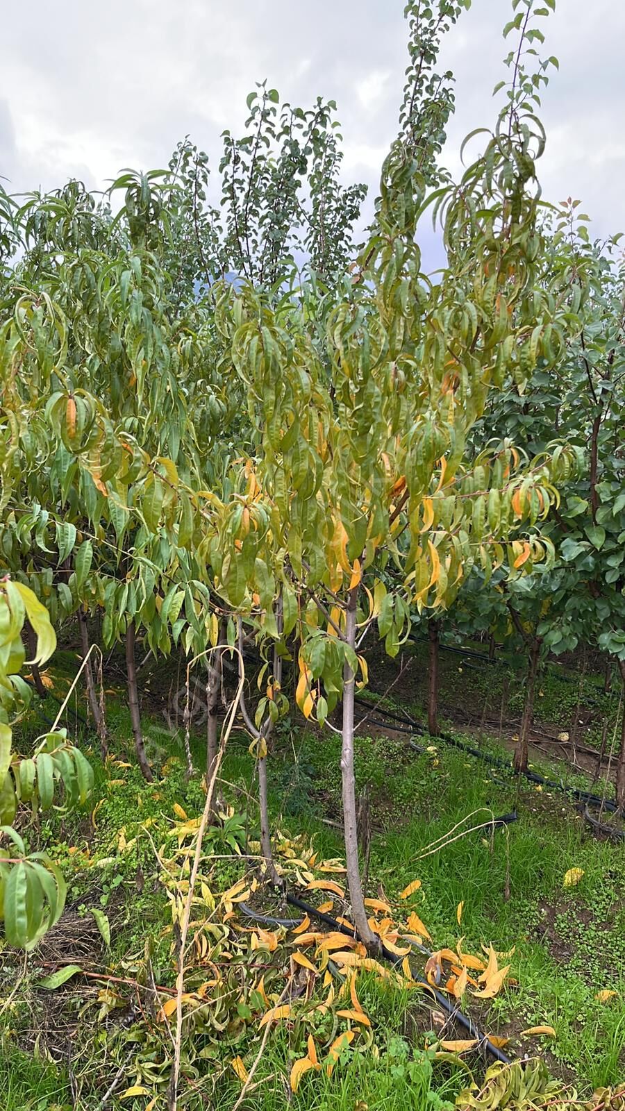 Yetişkin May Crest Şeftali Fidanı