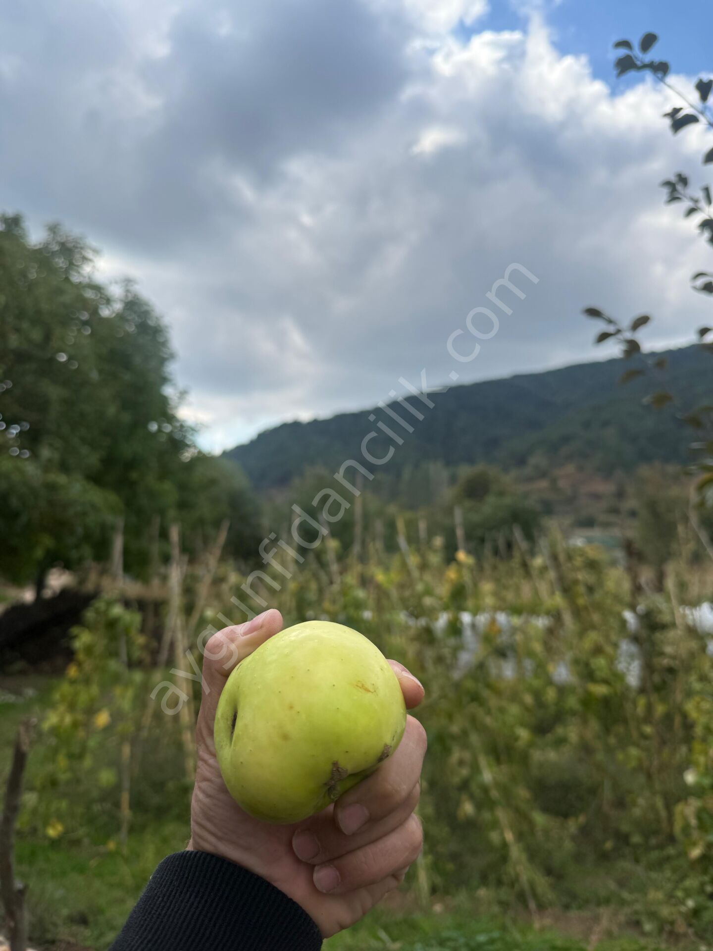 Hüryemez Elma Fidanı