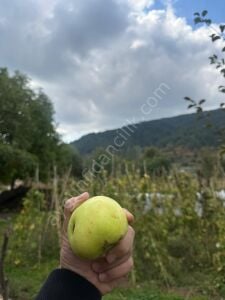 Hüryemez Elma Fidanı
