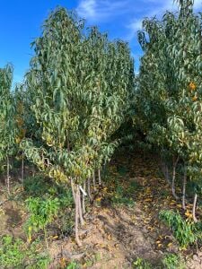 Yetişkin Monreo Şeftali Fidanı