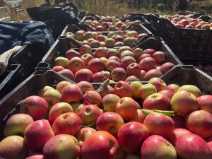 Pink Lady Elma Fidanı