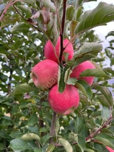 Pink Lady Elma Fidanı