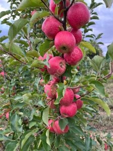 Pink Lady Elma Fidanı