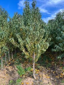 Yetişkin Yerli Domat Şeftali Fidanı