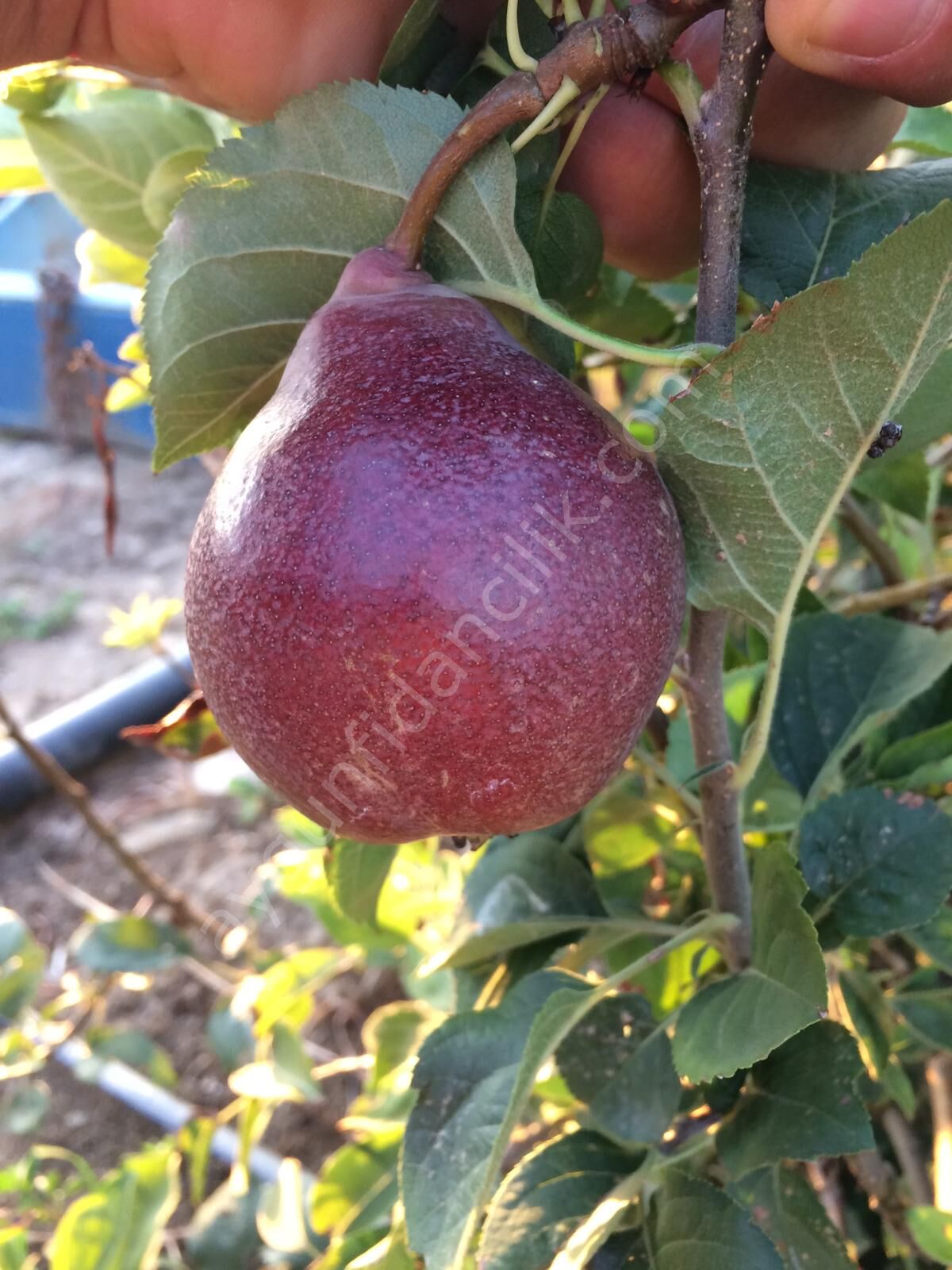 Starcrimson Kırmızı Armut Fidanı