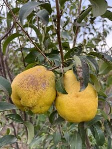 Deveci Armut Fidanı