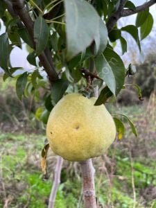 Deveci Armut Fidanı