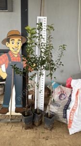 Deveci Armut Fidanı