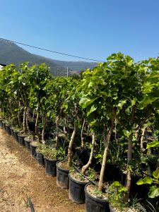 Yetişkin Karadut Fidanı