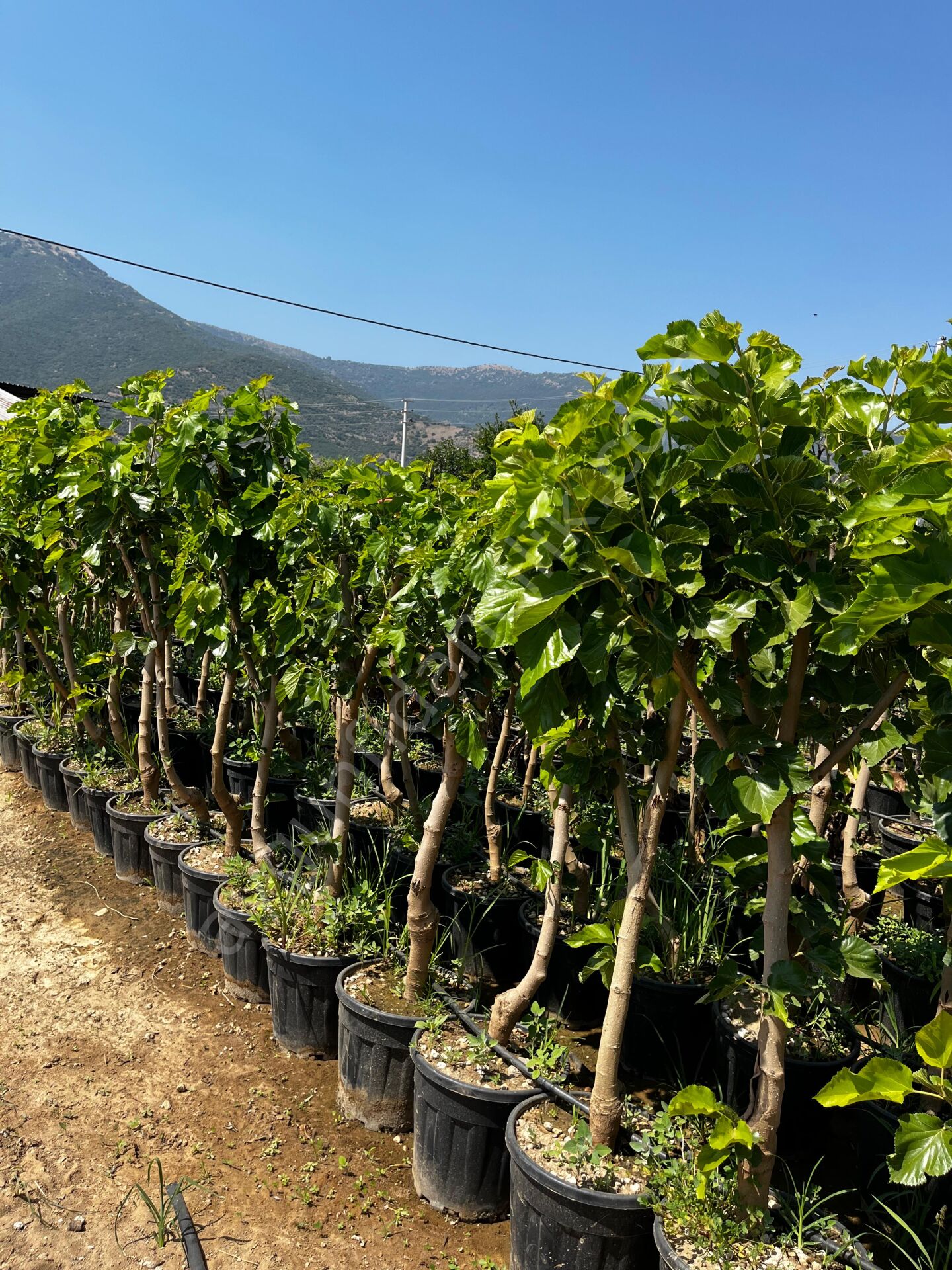 Yetişkin Çınar Yapraklı Dut Fidanı