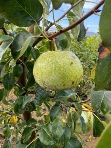 Ankara Armut Fidanı