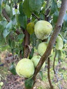 Ankara Armut Fidanı